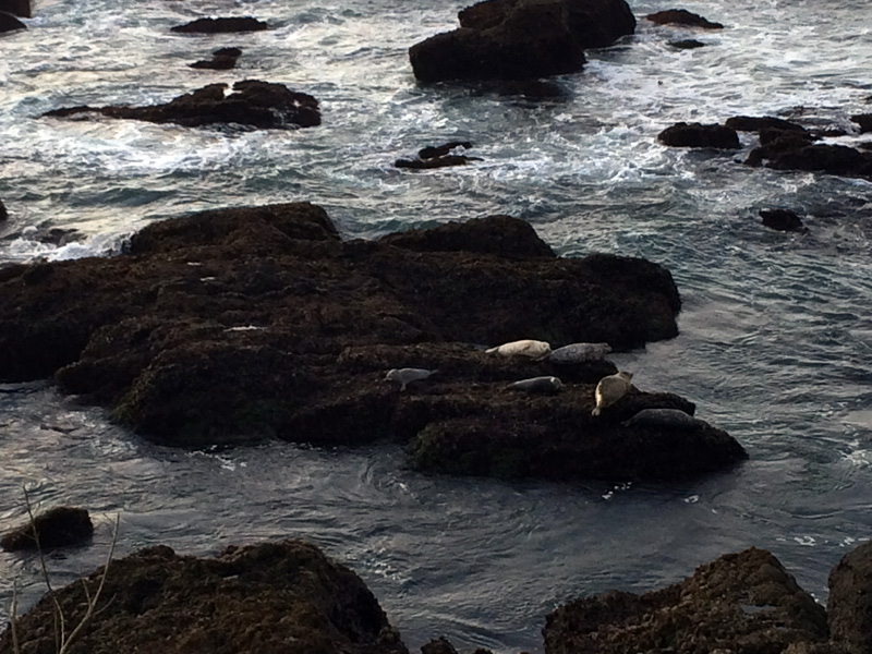 Seals sunbathing on the rocks