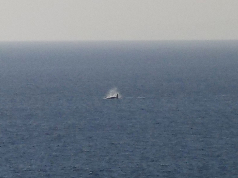 Only had a limited zoom on my small handheld digital camera but it's a whale